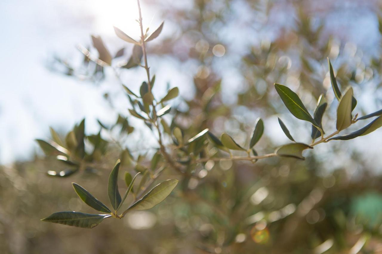 דירות נייביצה Vijon מראה חיצוני תמונה